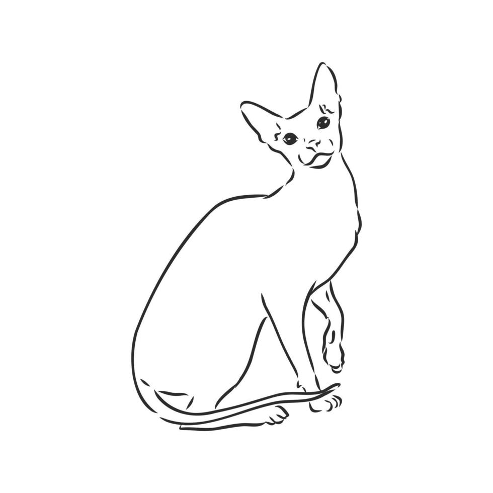 bosquejo del vector del gato