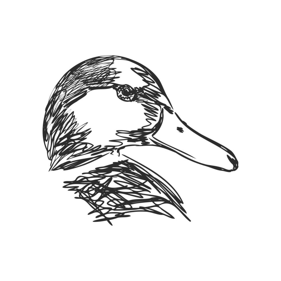 dibujo vectorial de pato vector