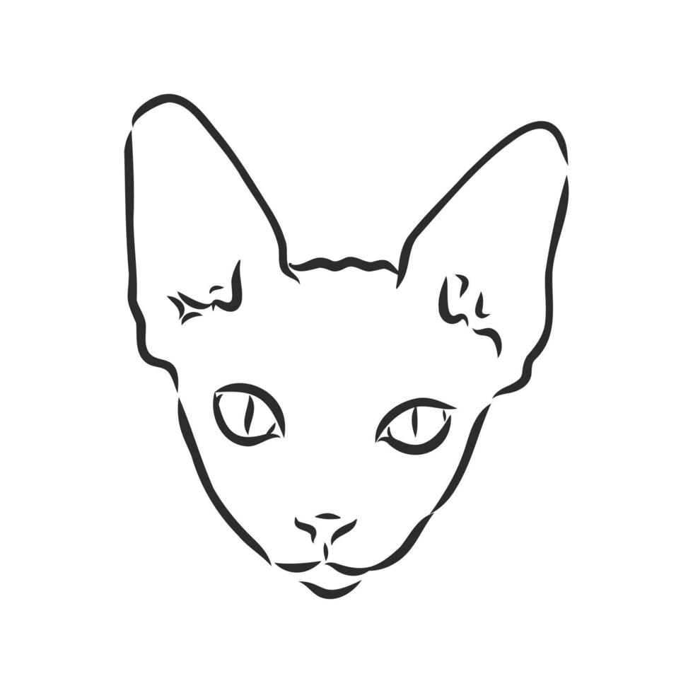cat vector sketch