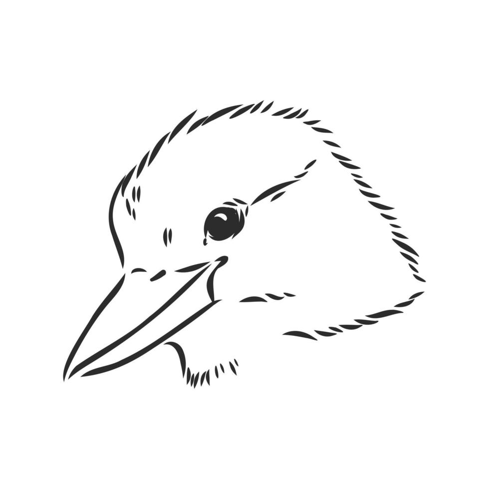 bosquejo del vector del pájaro kookaburra