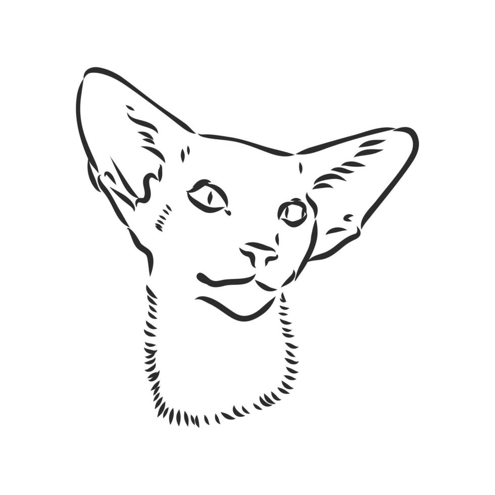 cat vector sketch