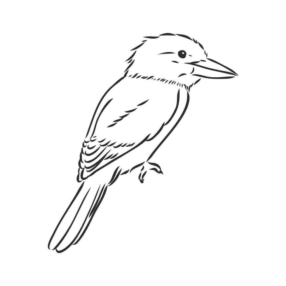 kookaburra bird vector sketch