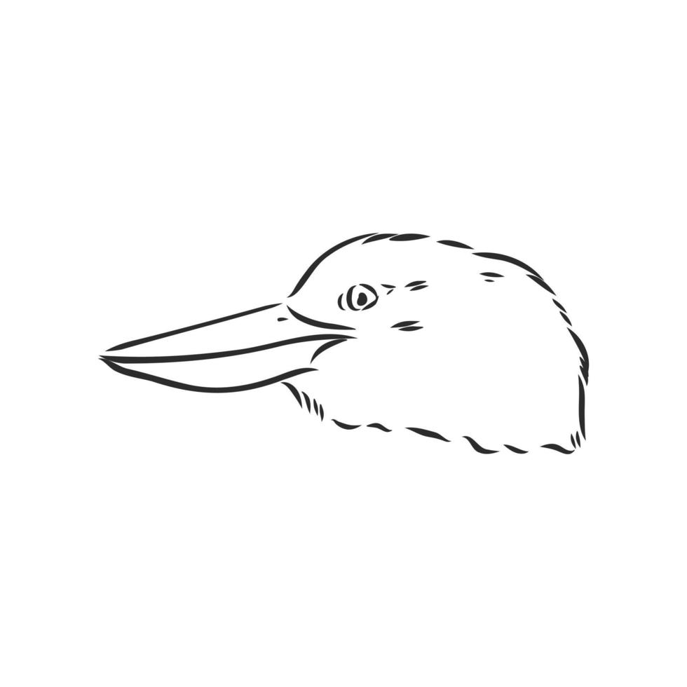 kookaburra bird vector sketch