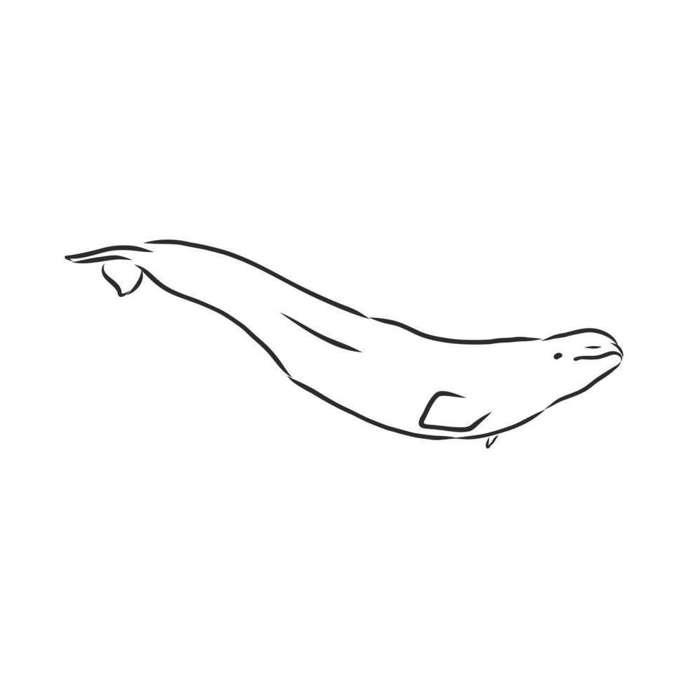 beluga fish vector sketch