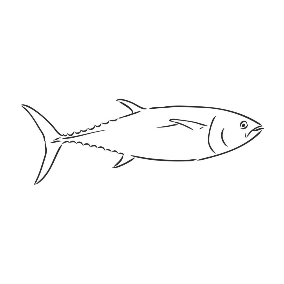 dibujo vectorial de pescado vector