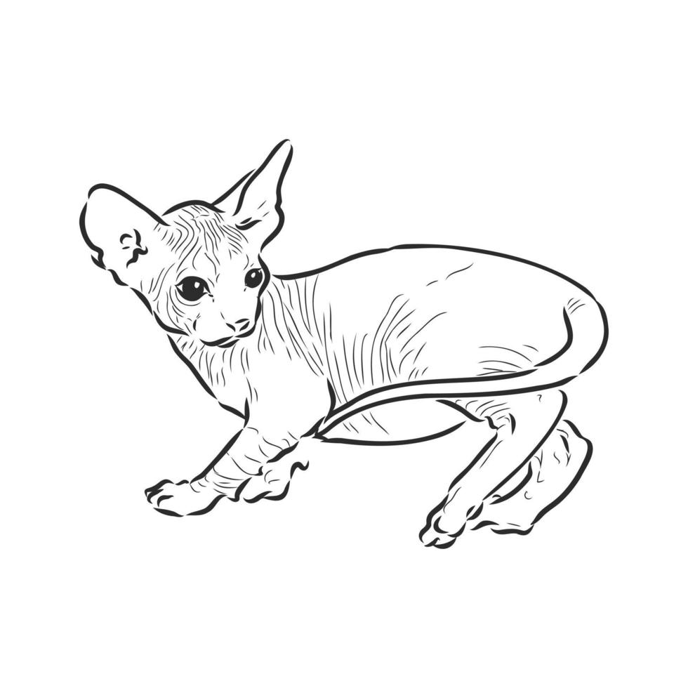 cat vector sketch