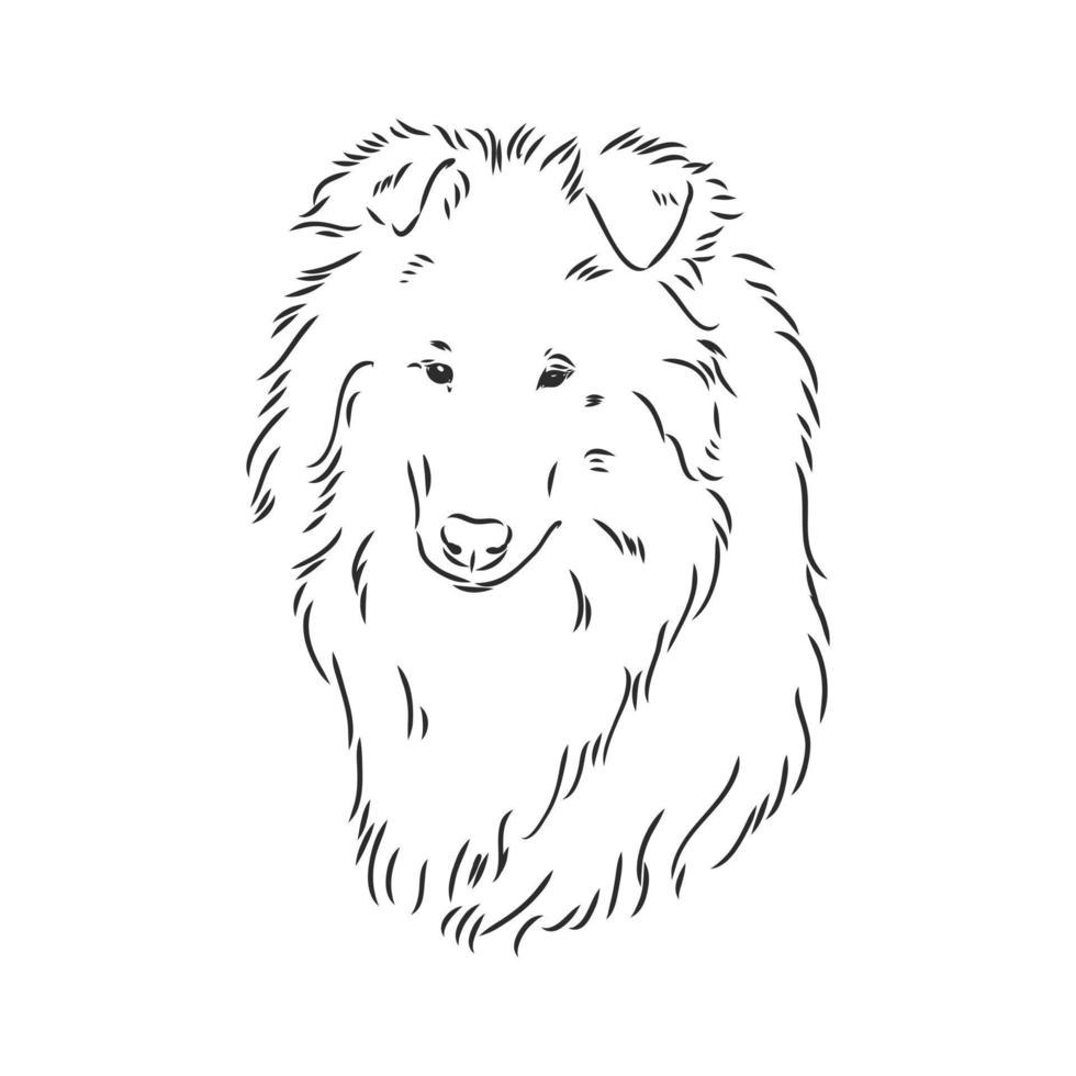 collie dog vector sketch