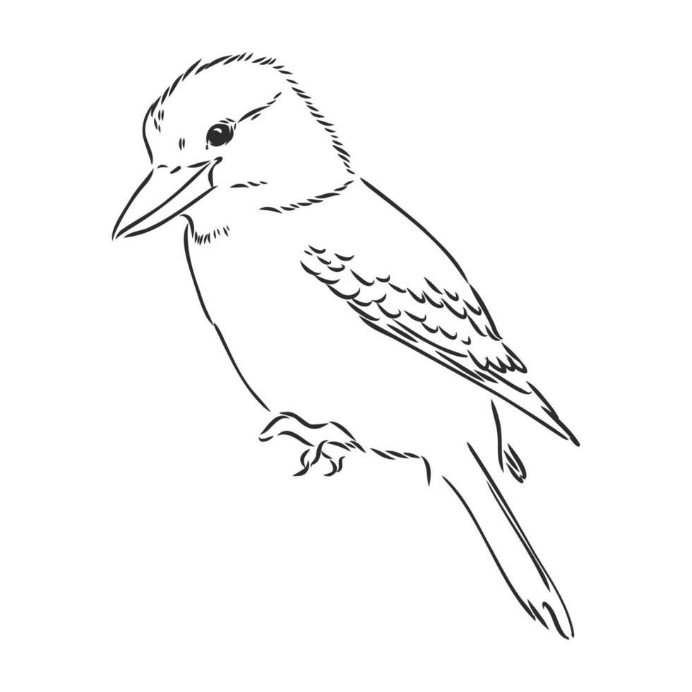 kookaburra bird vector sketch