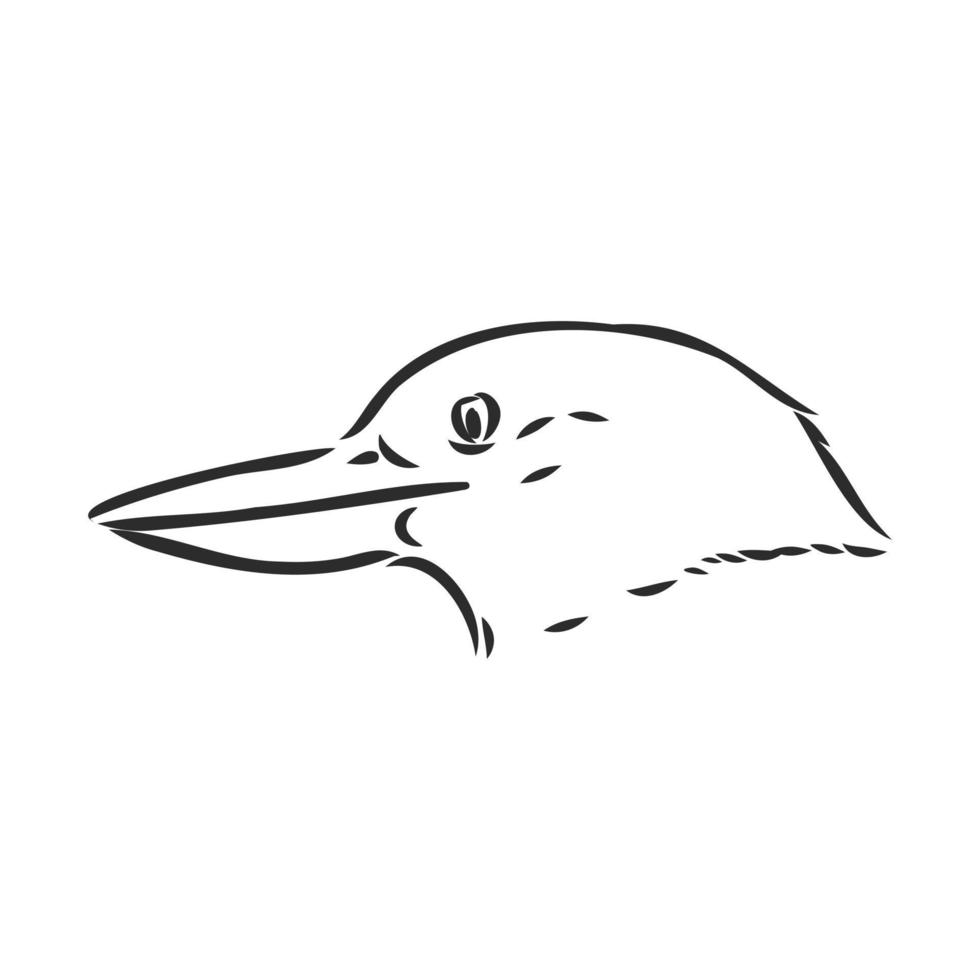 kookaburra bird vector sketch