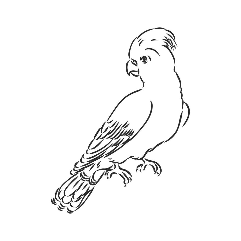 parrot vector sketch