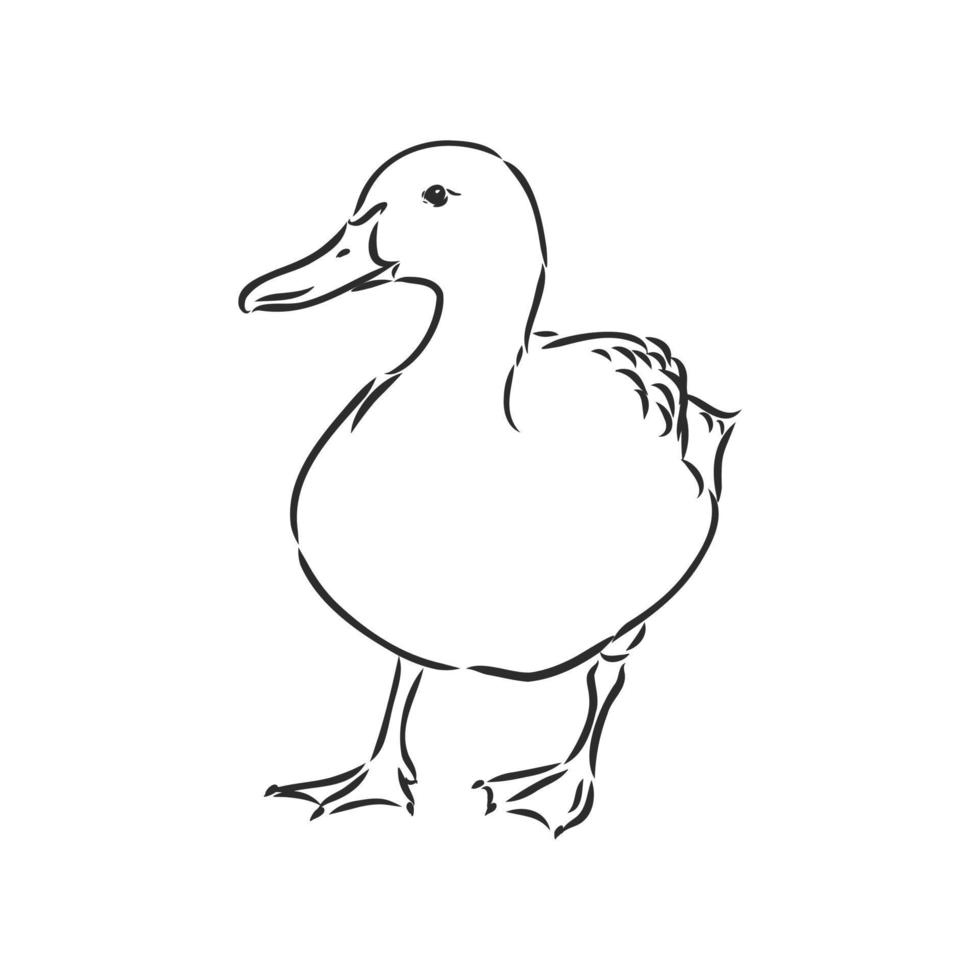 dibujo vectorial de pato vector