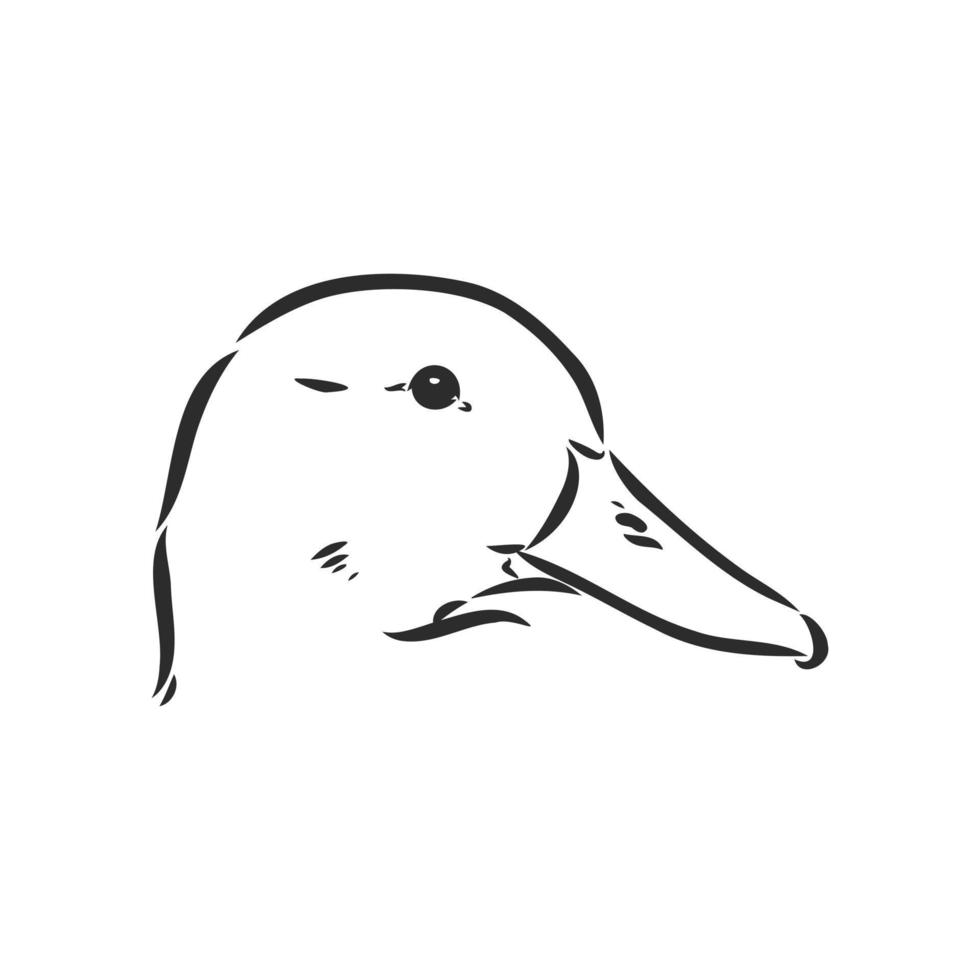 dibujo vectorial de pato vector