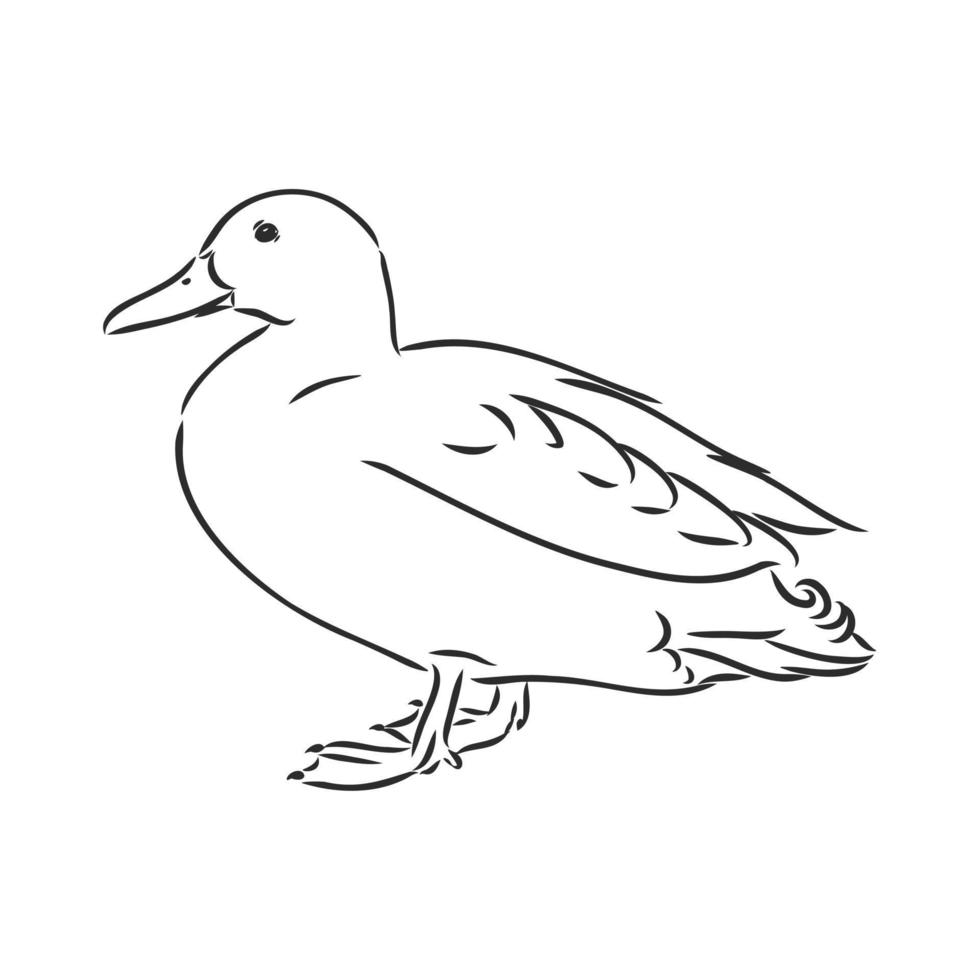 duck vector sketch