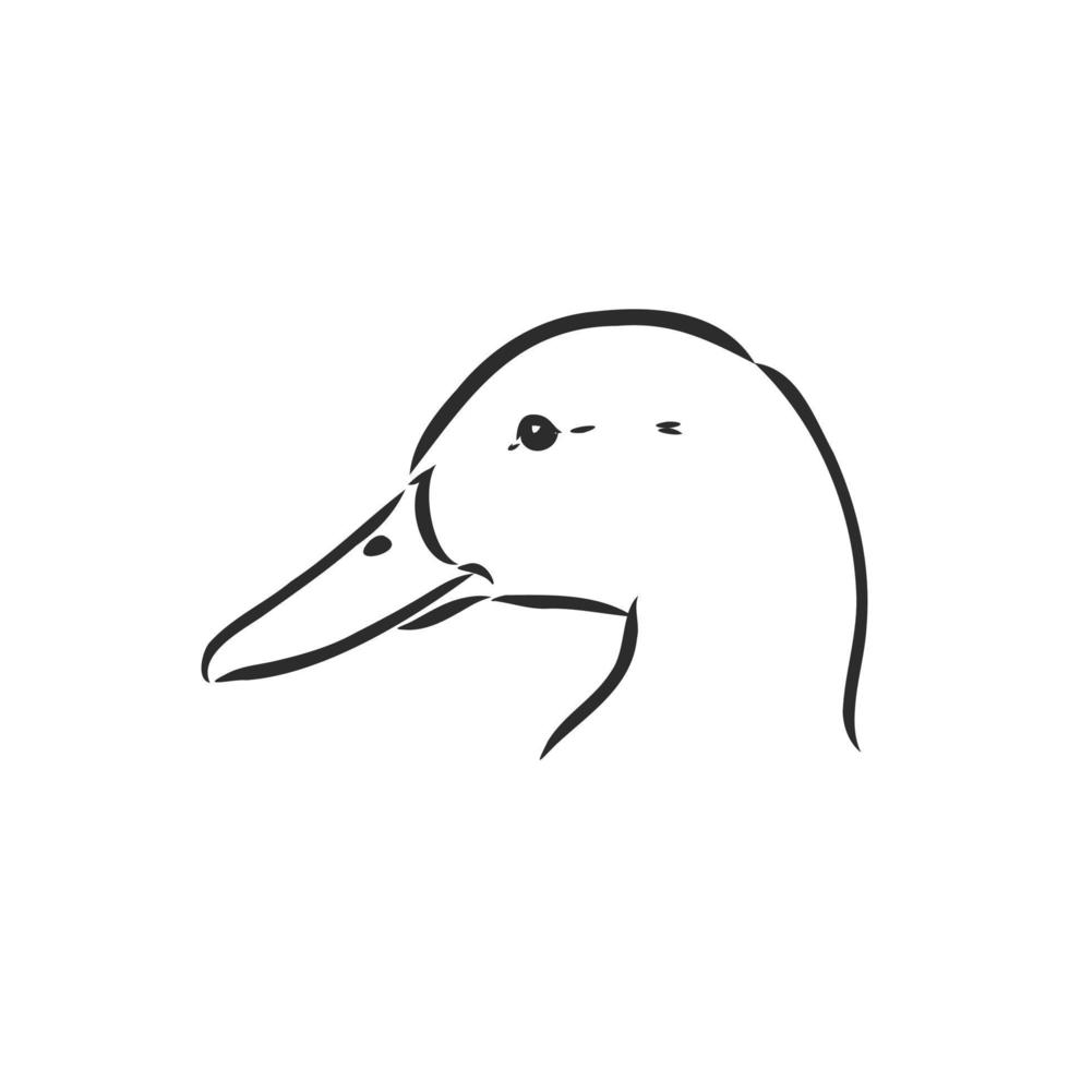 dibujo vectorial de pato vector