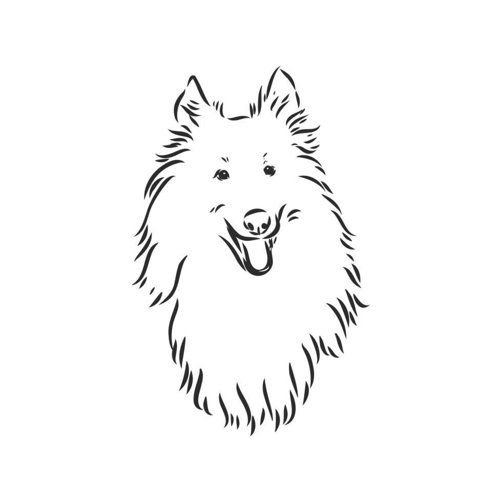 dibujo vectorial de perro collie vector