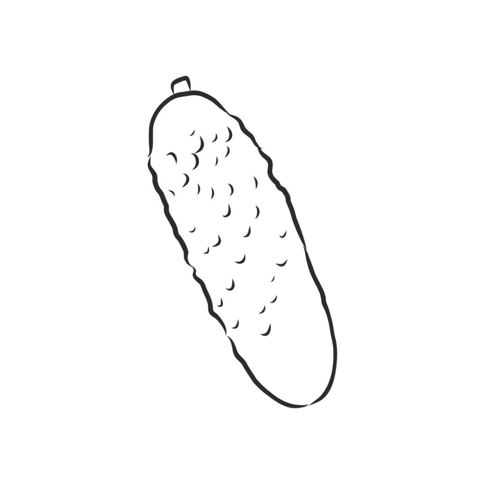 cucumber vector sketch