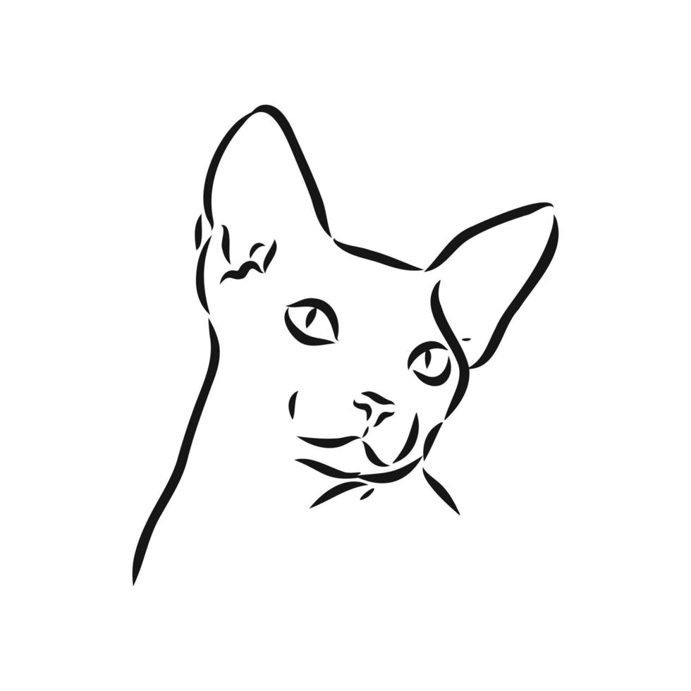 cat vector sketch