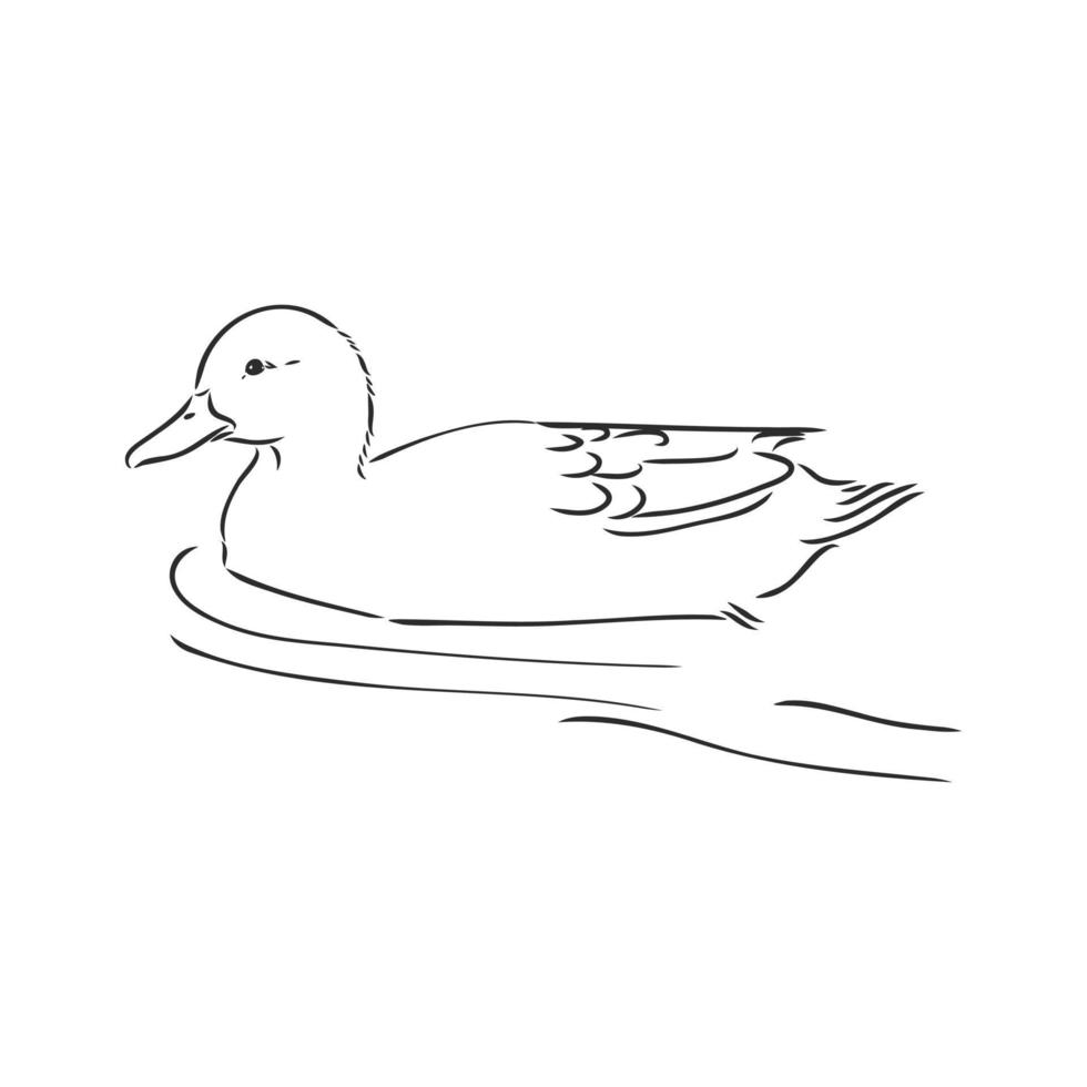 dibujo vectorial de pato vector