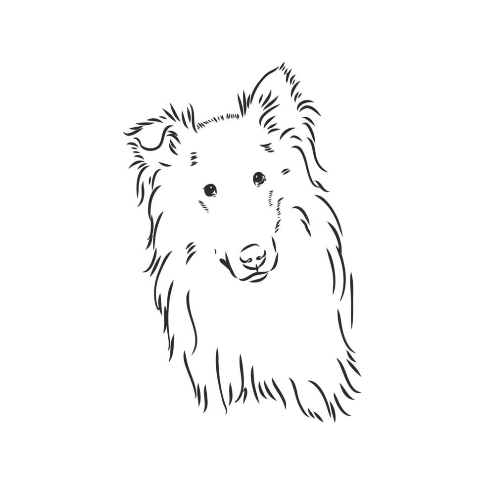 dibujo vectorial de perro collie vector