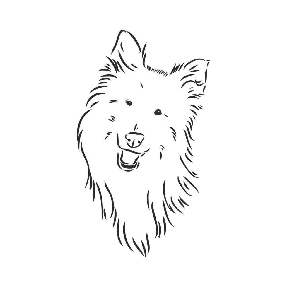 dibujo vectorial de perro collie vector