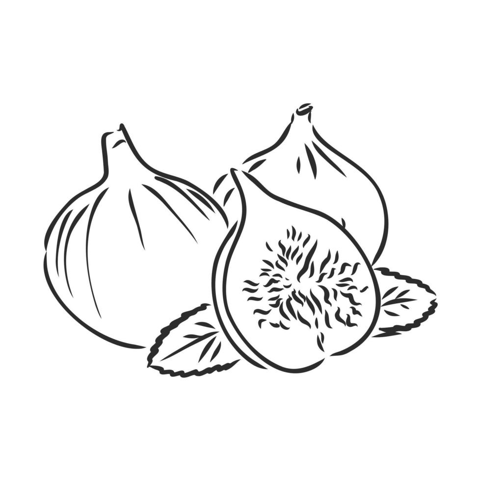 fig vector sketch