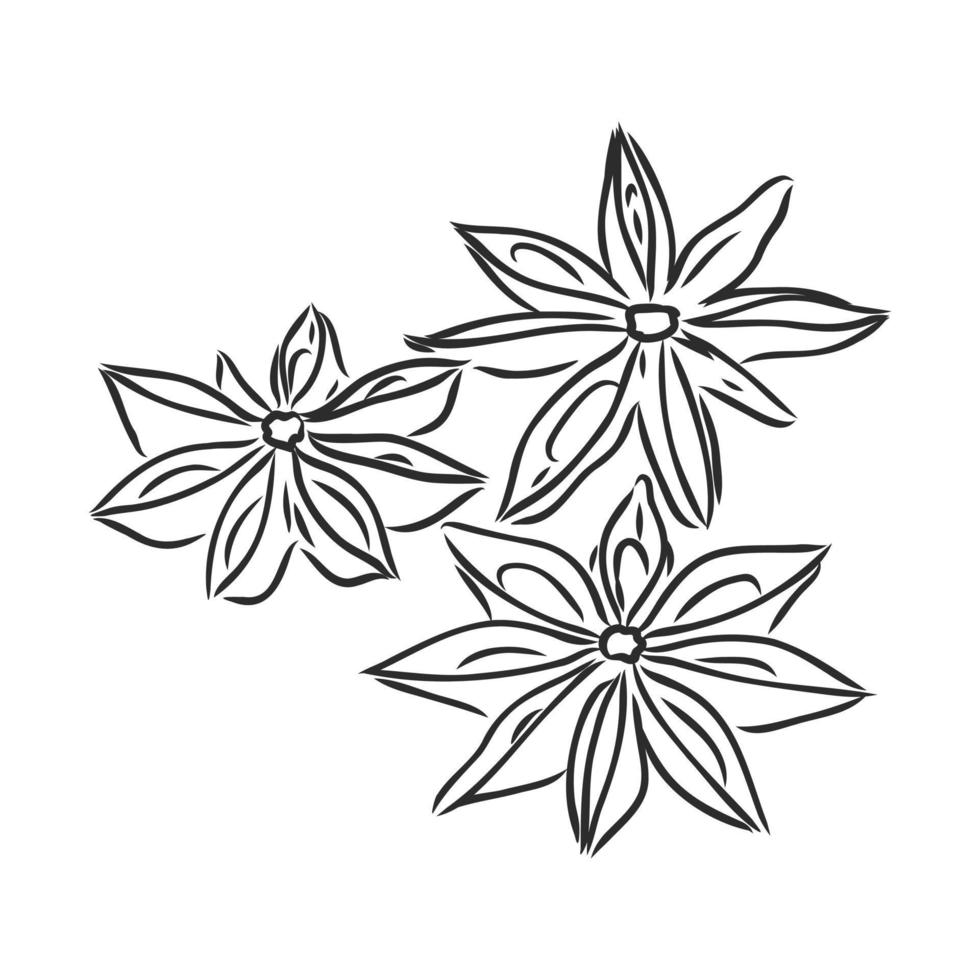 anise spice vector sketch
