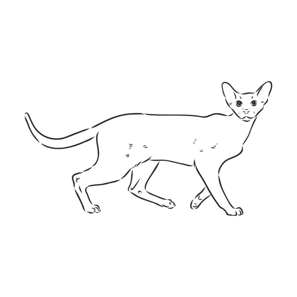 bosquejo del vector del gato