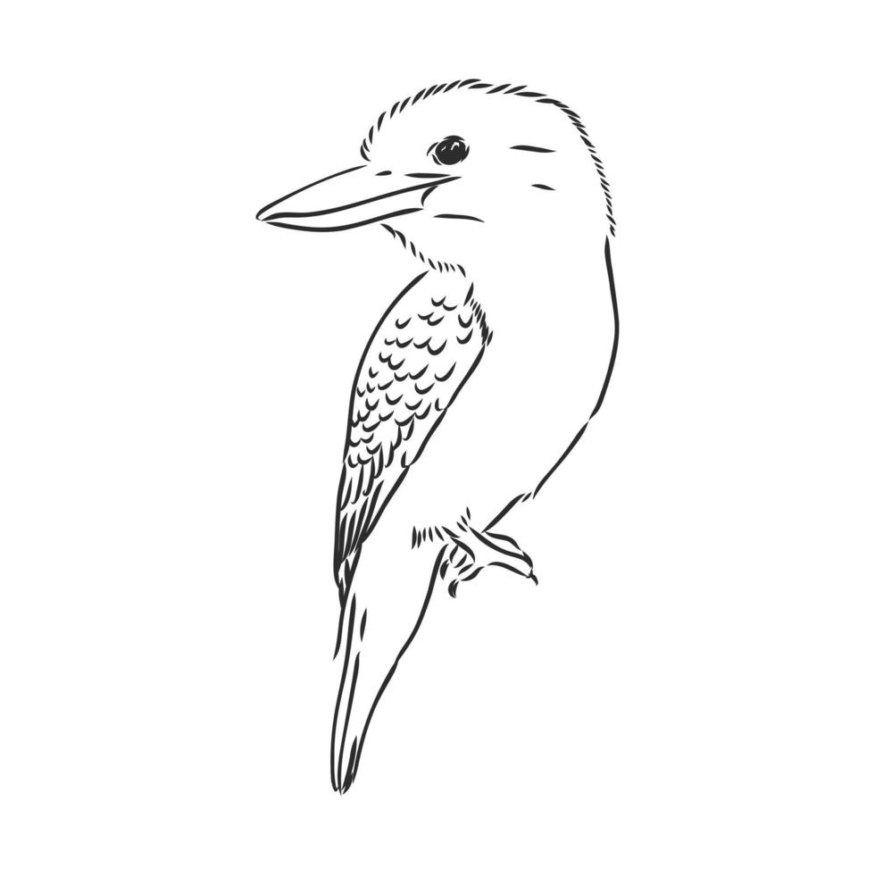 bosquejo del vector del pájaro kookaburra