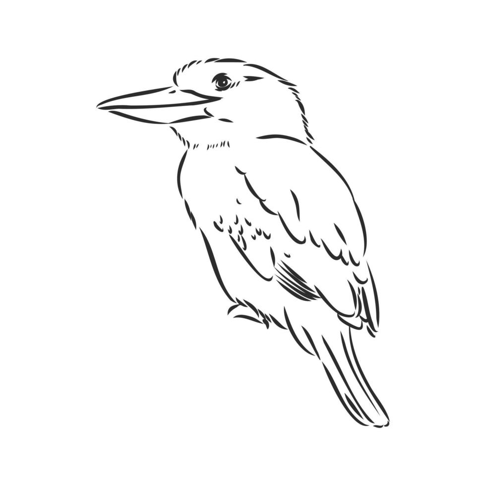 kookaburra bird vector sketch