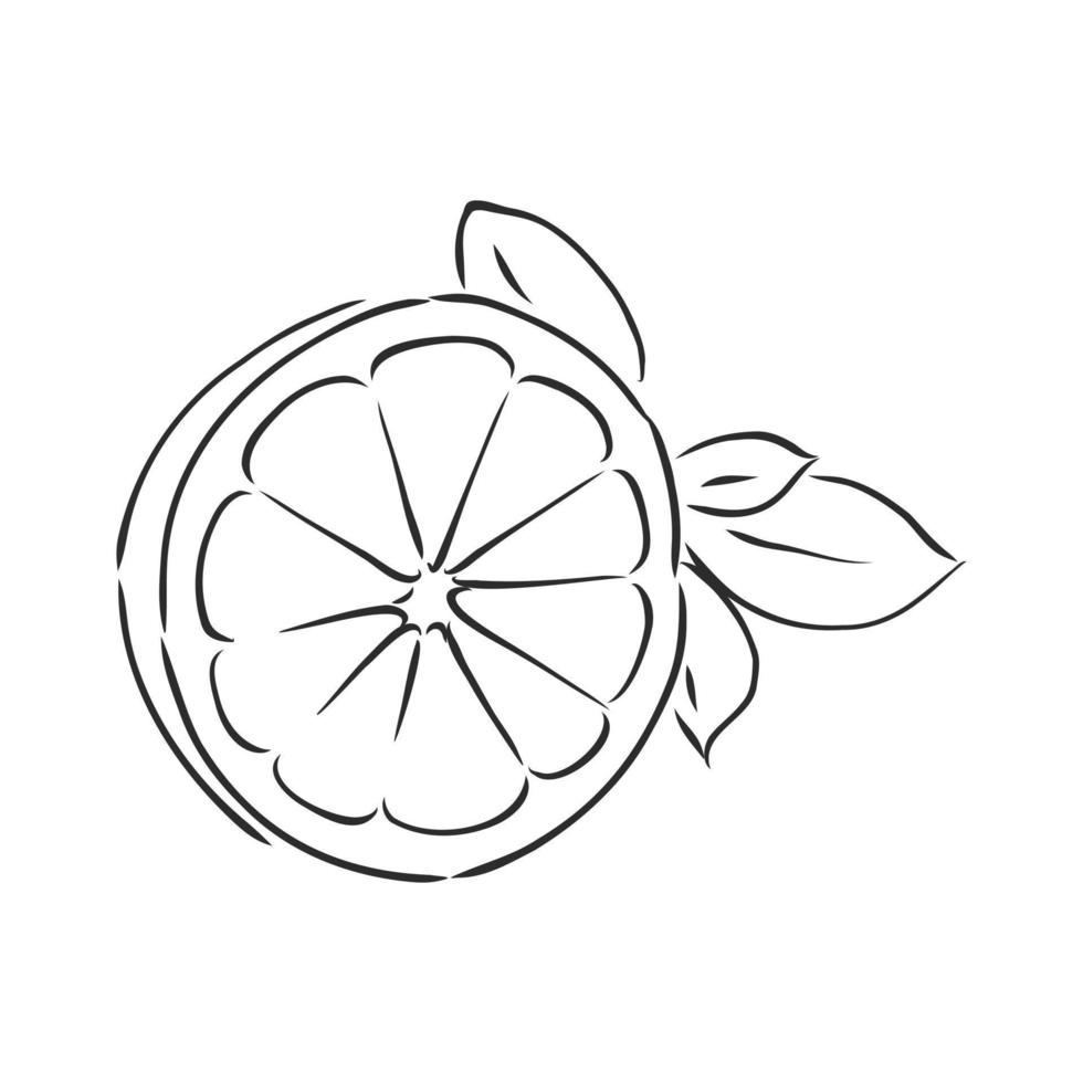 lemon vector sketch 19139657 Vector Art at Vecteezy