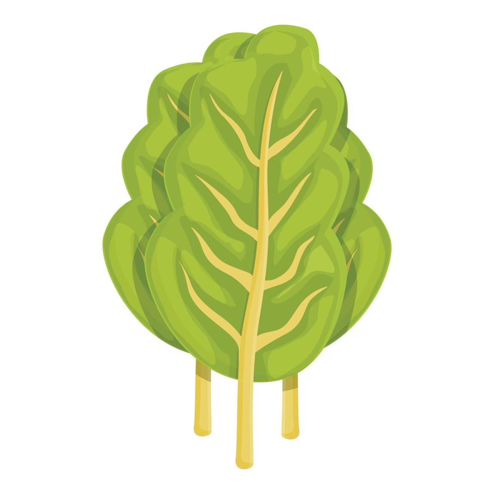 vector de dibujos animados de icono de acelga natural. planta verde