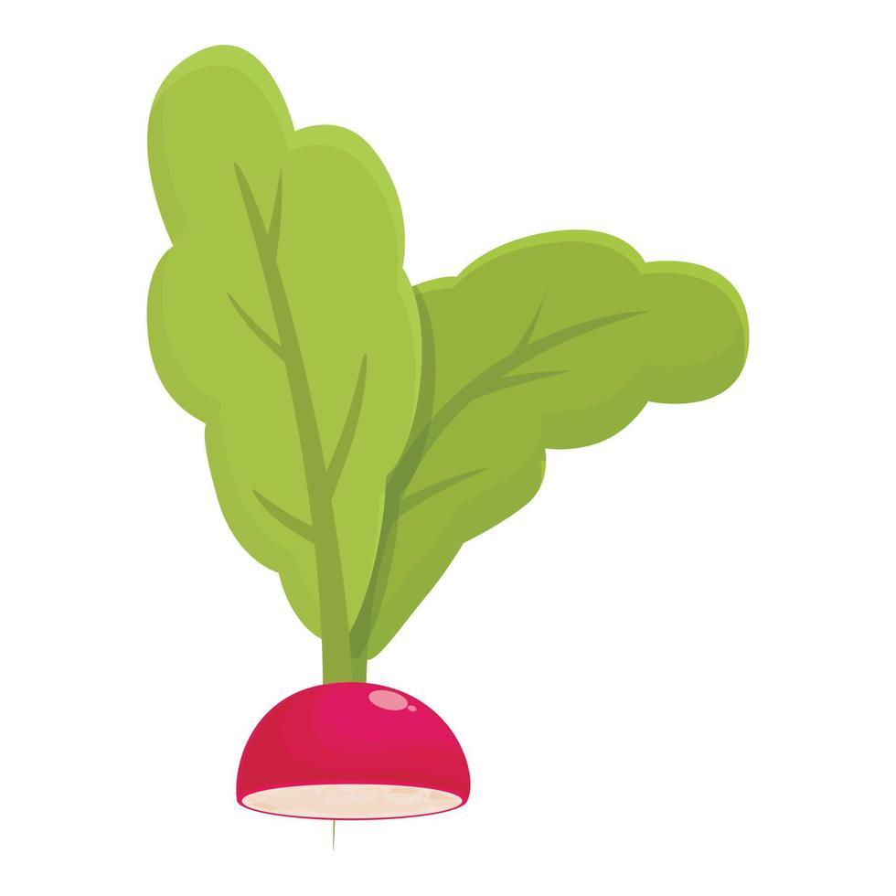 vector de dibujos animados de icono de rábano de ensalada. dieta agricultura