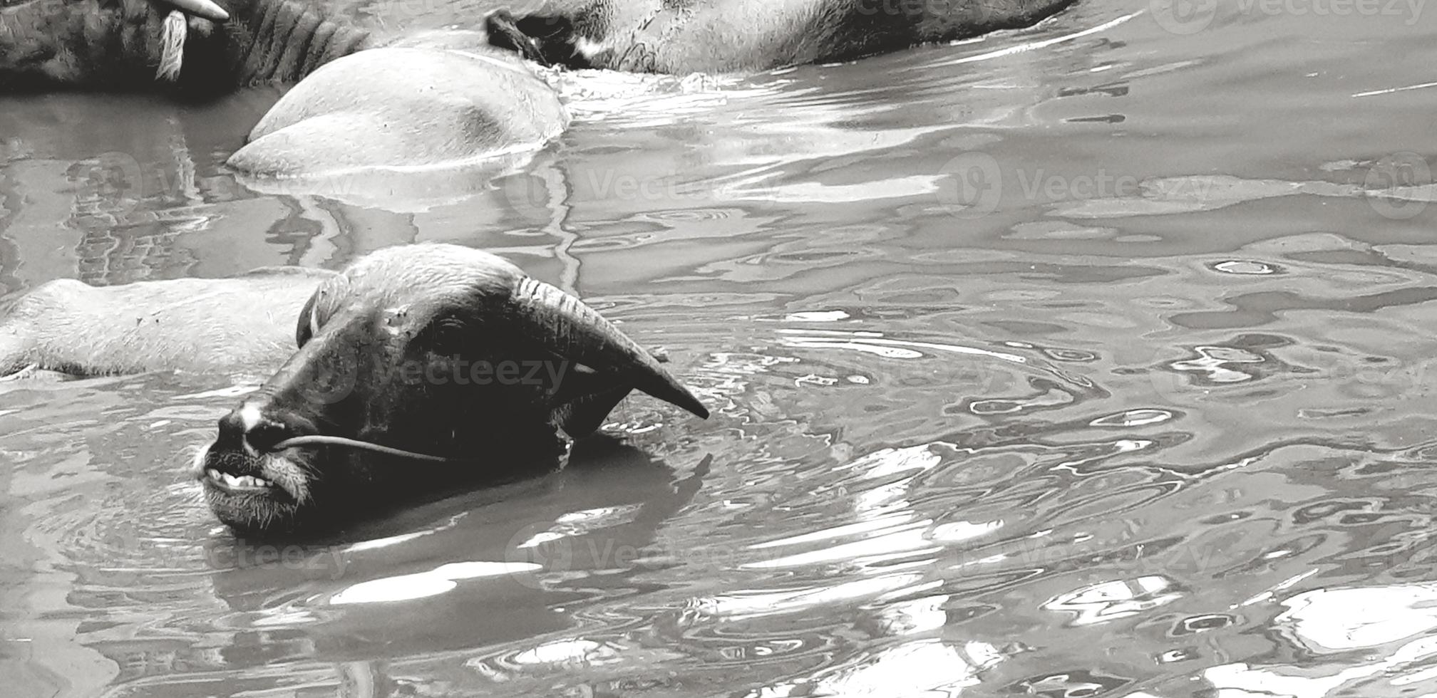 Many cow or buffalo swimming in lake or river with right copy space in black and white. Wild life, Animal, Beauty of Nature and Relaxing time in monochrome concept photo