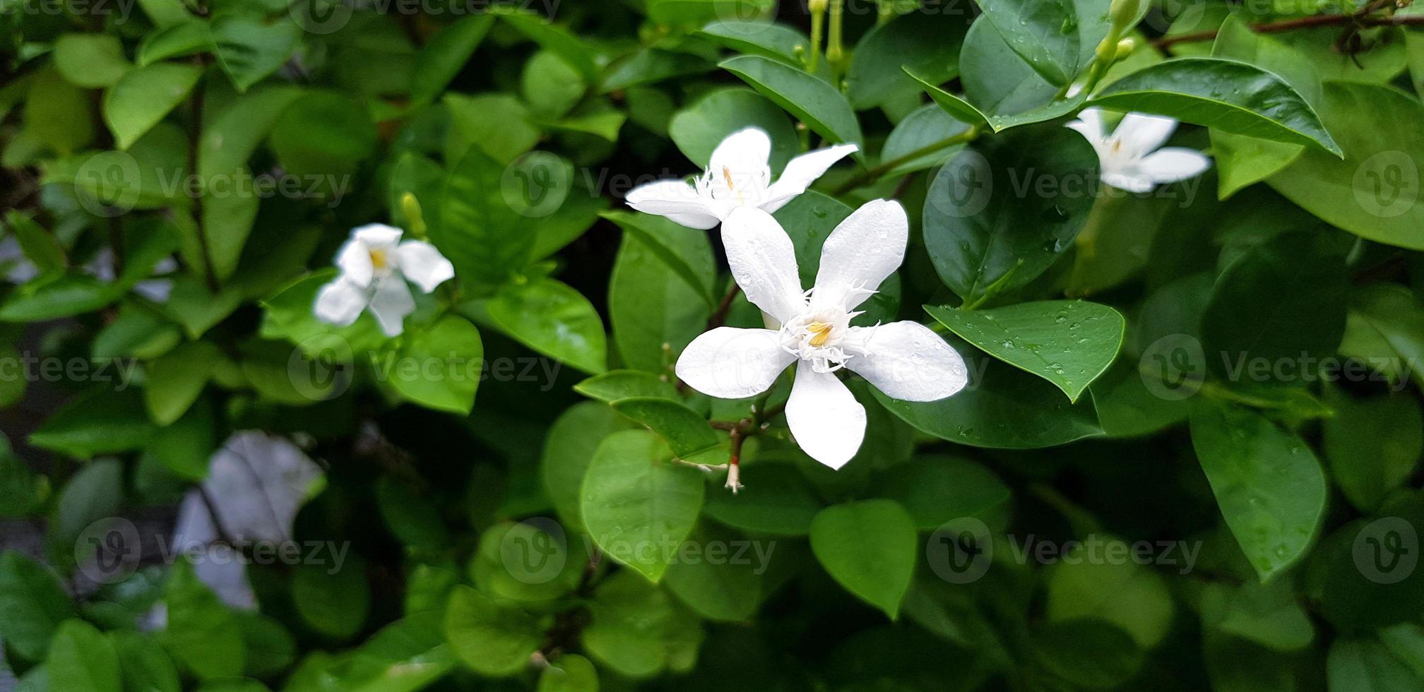 flor de jazmín fresca y gota de lluvia con hojas verdes fondo borroso después de un día de lluvia en el parque del jardín de flores. belleza de la naturaleza, macro, flora, floral, estacional y natural. foto