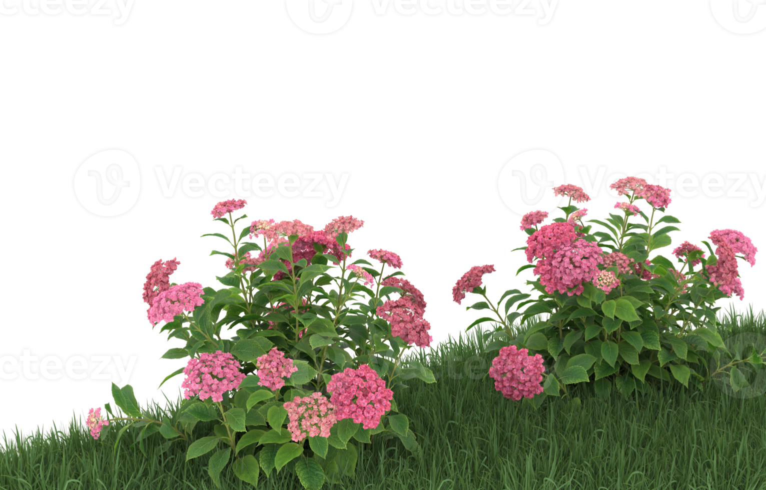 Realistic foliage isolated on transparent background. 3d rendering - illustration png