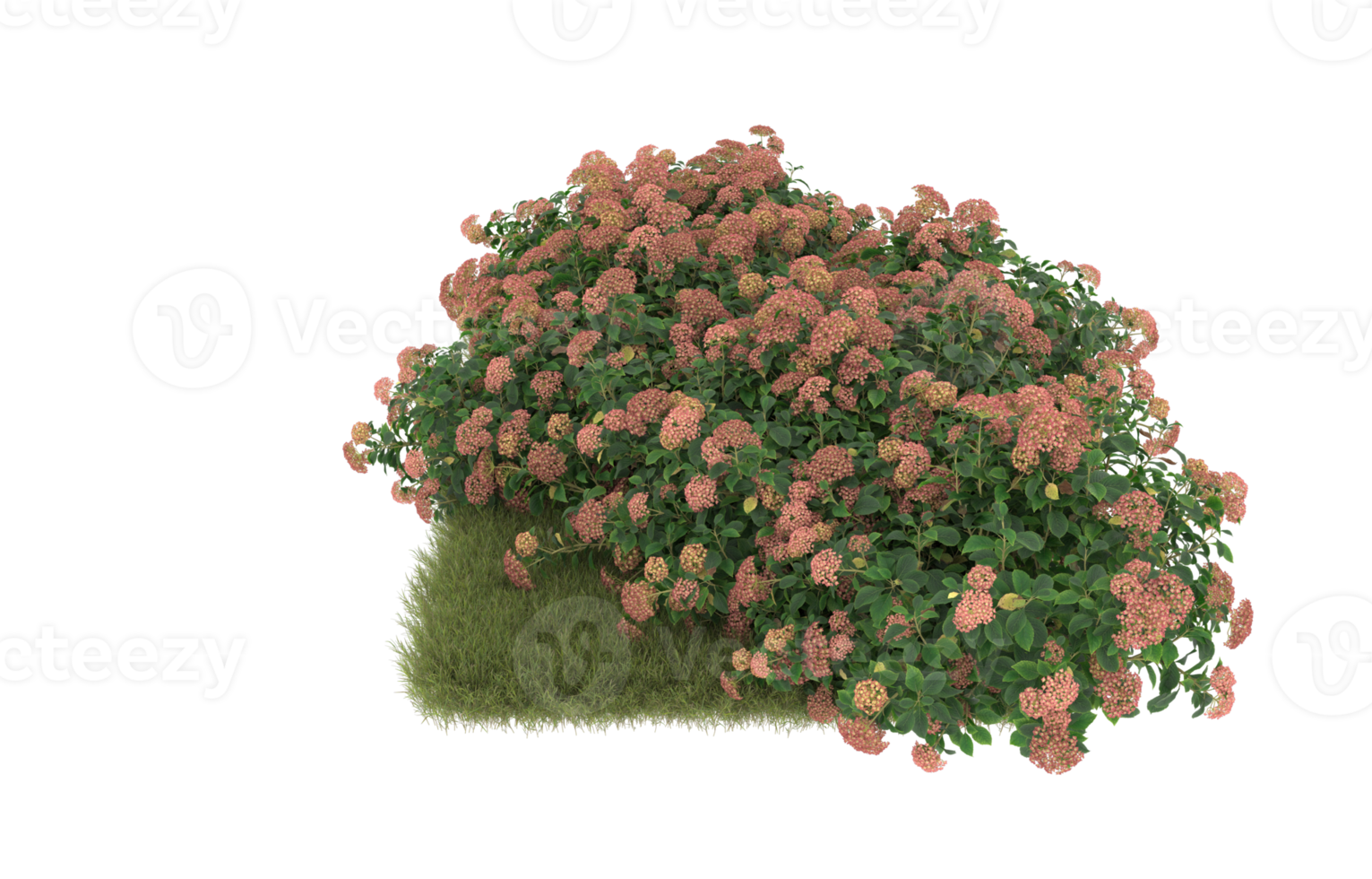 Realistic foliage isolated on transparent background. 3d rendering - illustration png