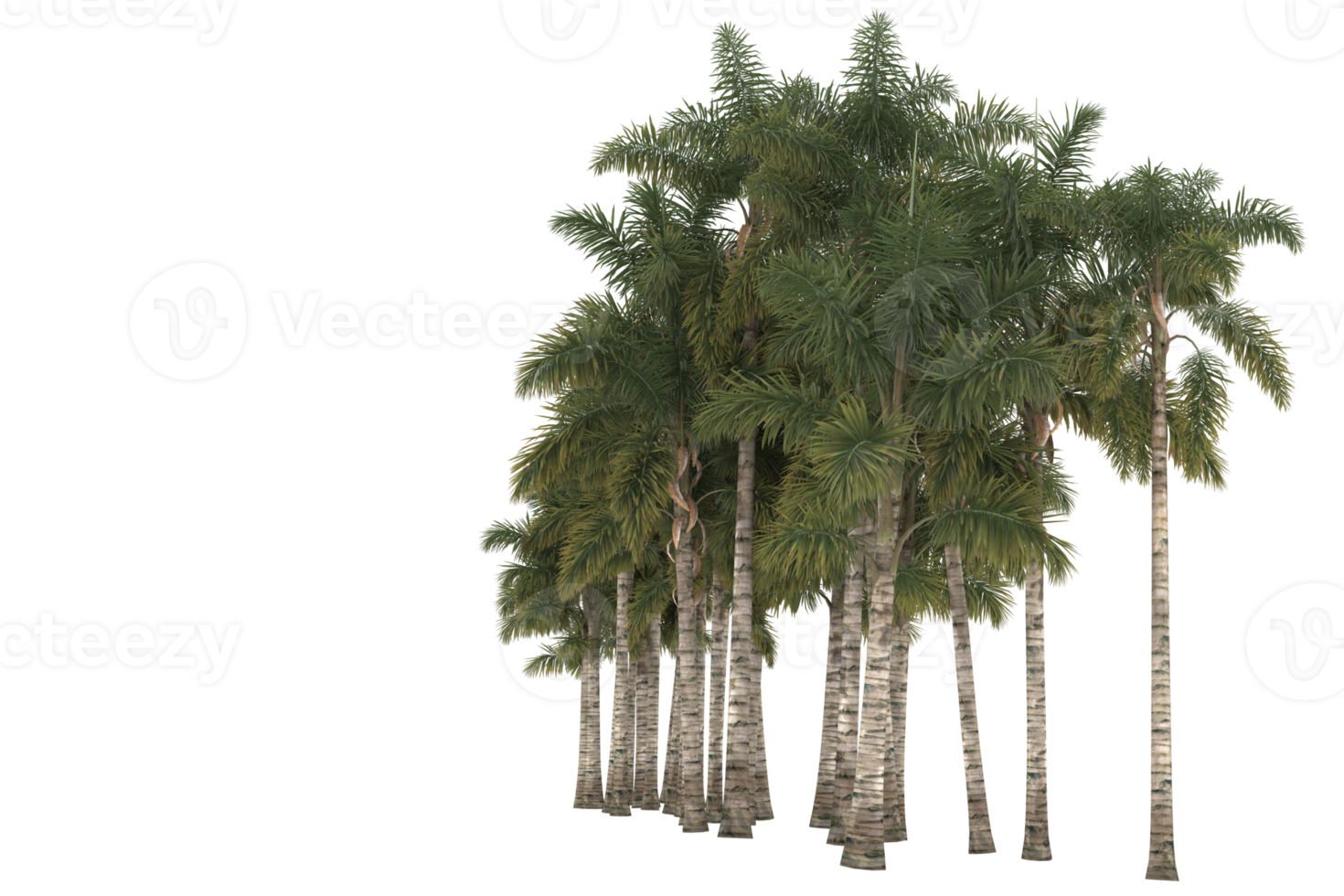 palma alberi isolato su trasparente sfondo. 3d interpretazione - illustrazione png