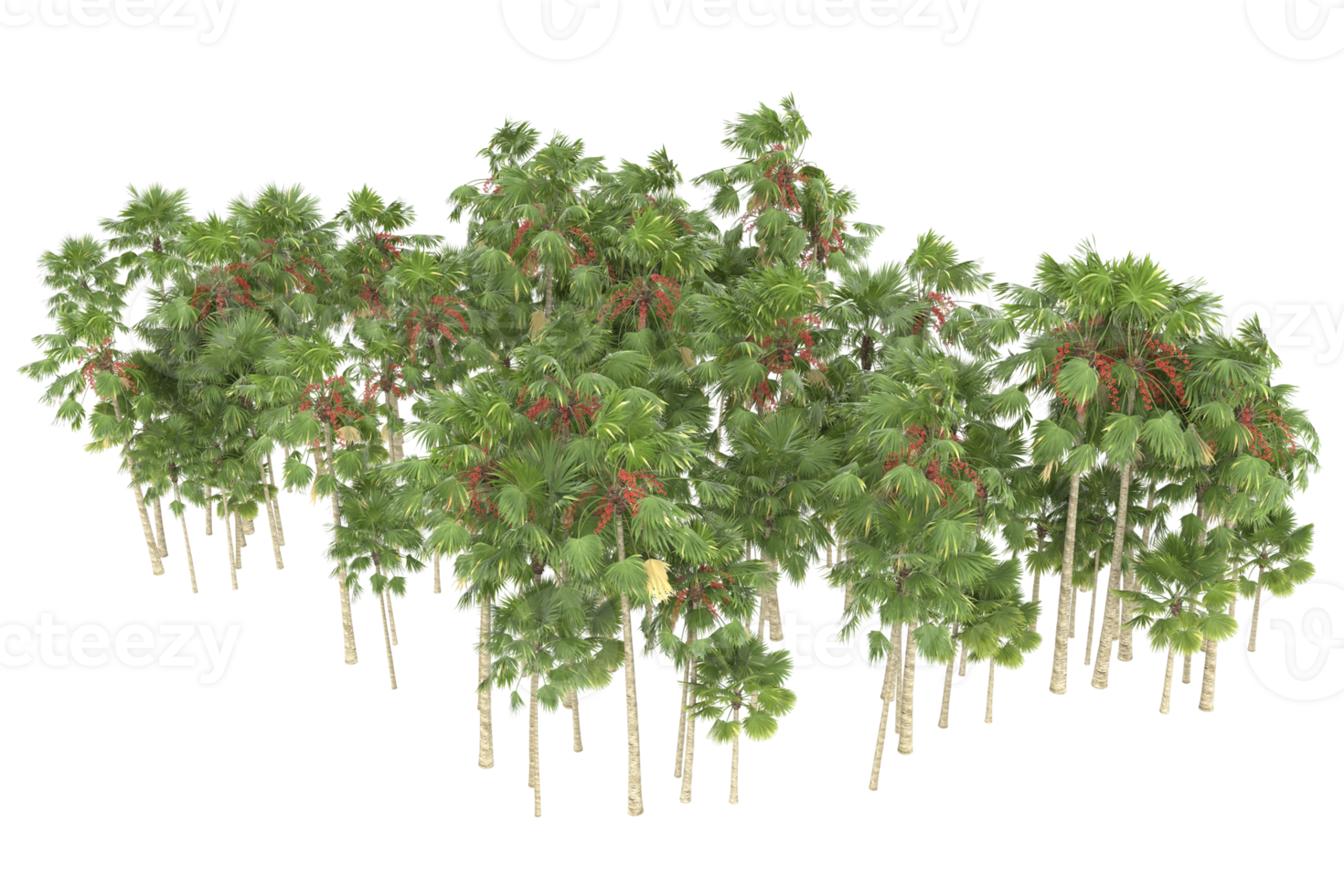 Palm trees isolated on transparent background. 3d rendering - illustration png
