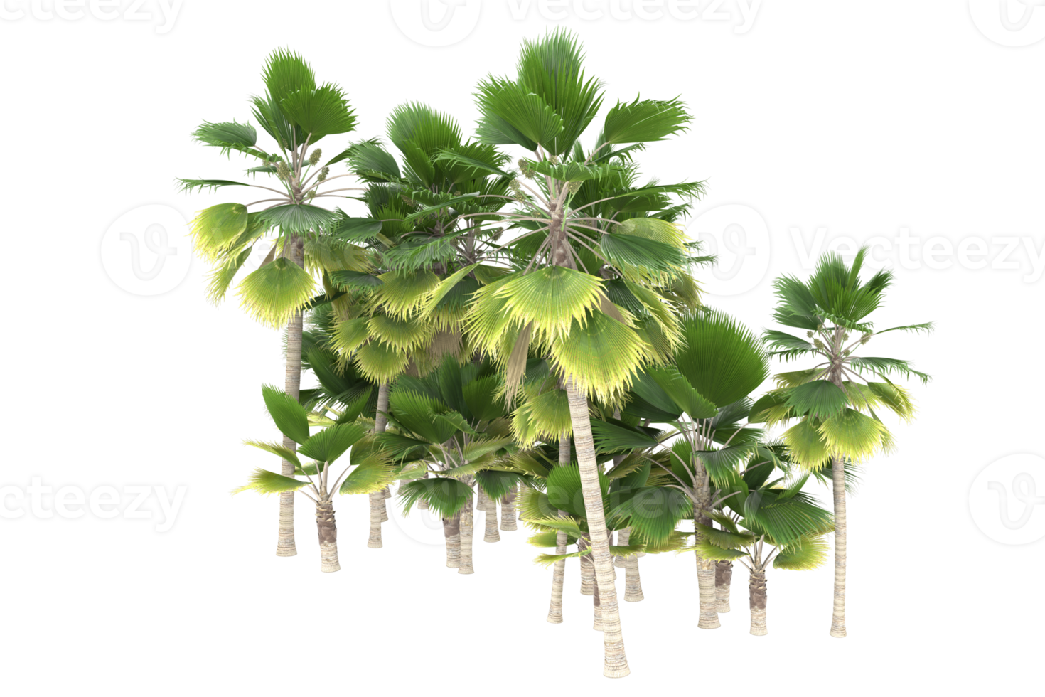 Palm trees isolated on transparent background. 3d rendering - illustration png