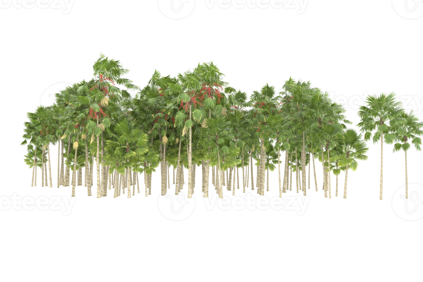 Palm trees isolated on transparent background. 3d rendering - illustration png