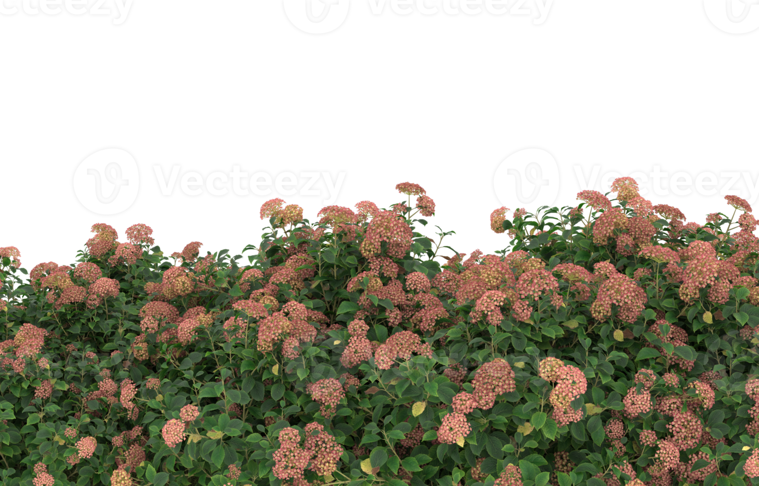 Realistic foliage isolated on transparent background. 3d rendering - illustration png