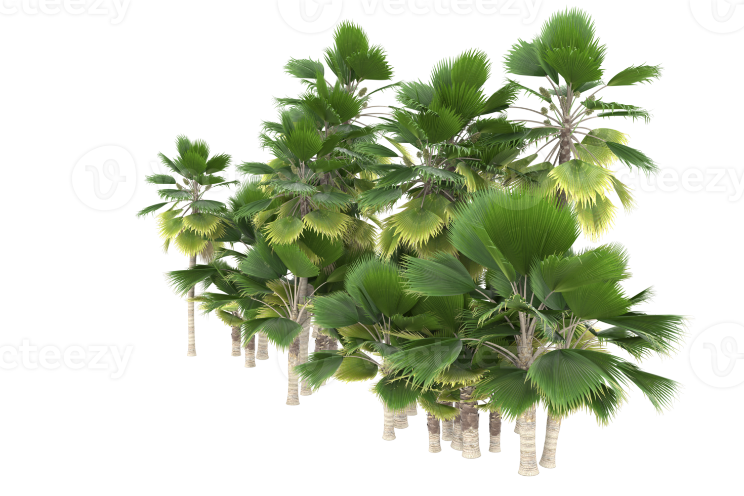 Palm trees isolated on transparent background. 3d rendering - illustration png