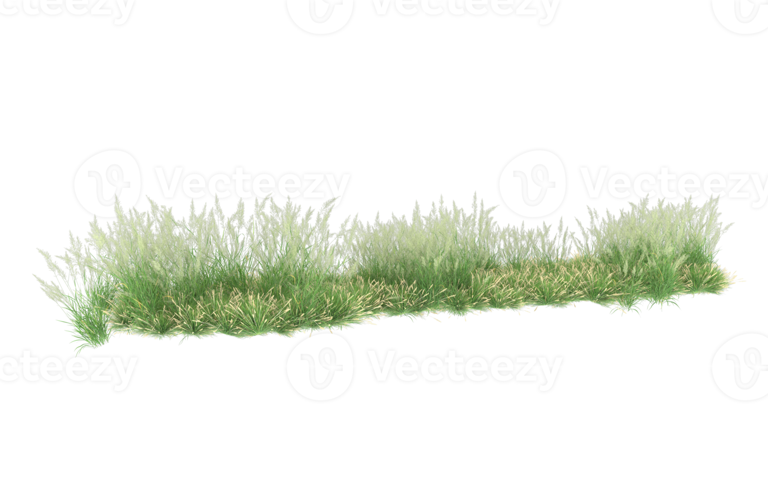 realistisk lövverk isolerat på transparent bakgrund. 3d tolkning - illustration png