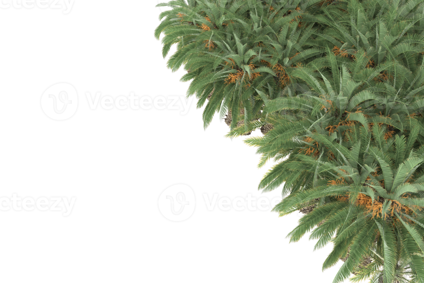 Palm trees isolated on transparent background. 3d rendering - illustration png