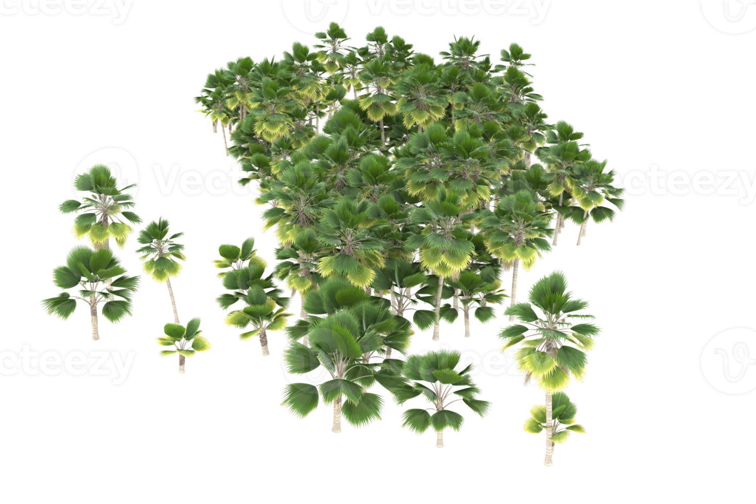 palm bomen geïsoleerd Aan transparant achtergrond. 3d renderen - illustratie png