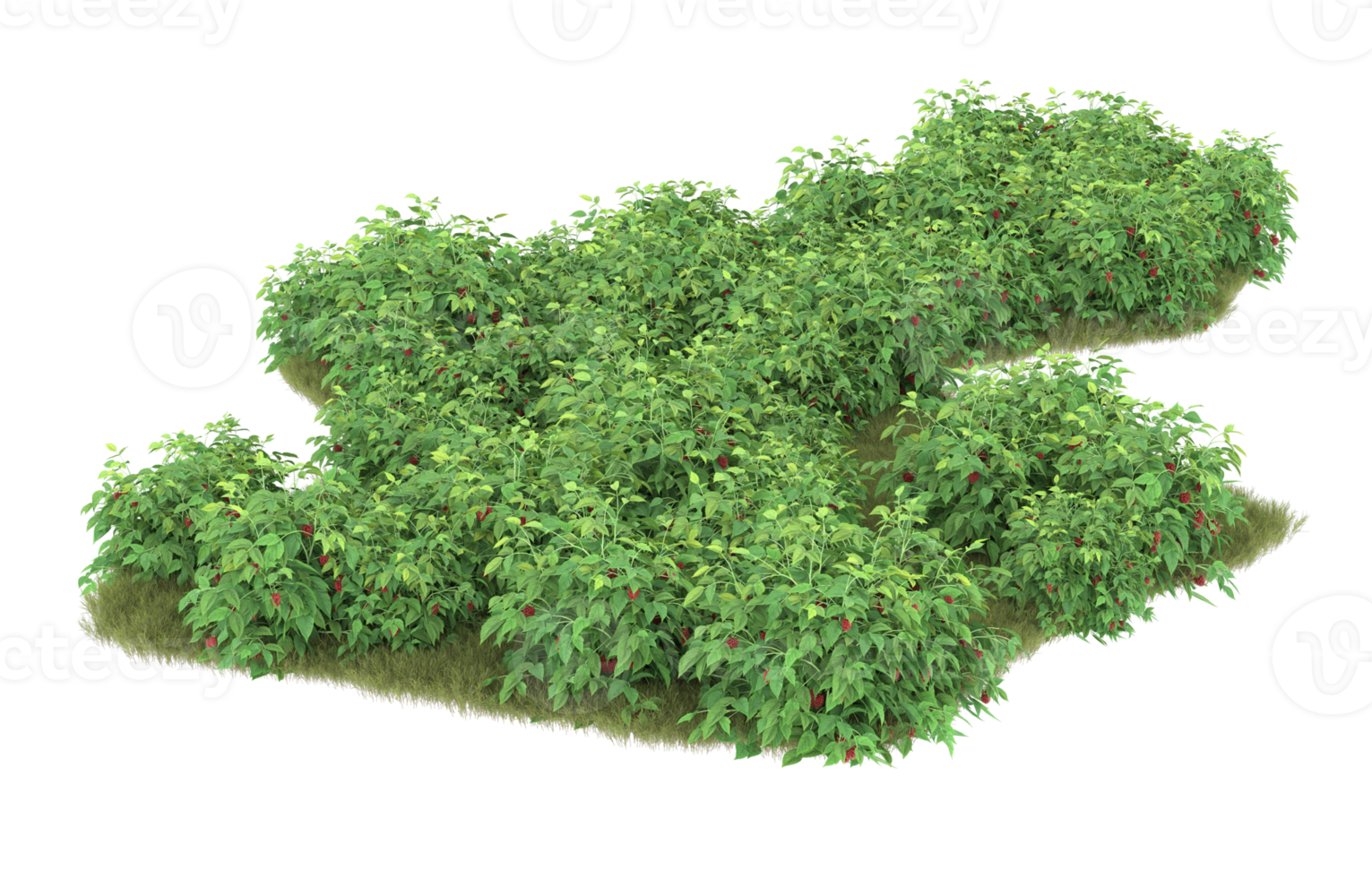 Realistic foliage isolated on transparent background. 3d rendering - illustration png