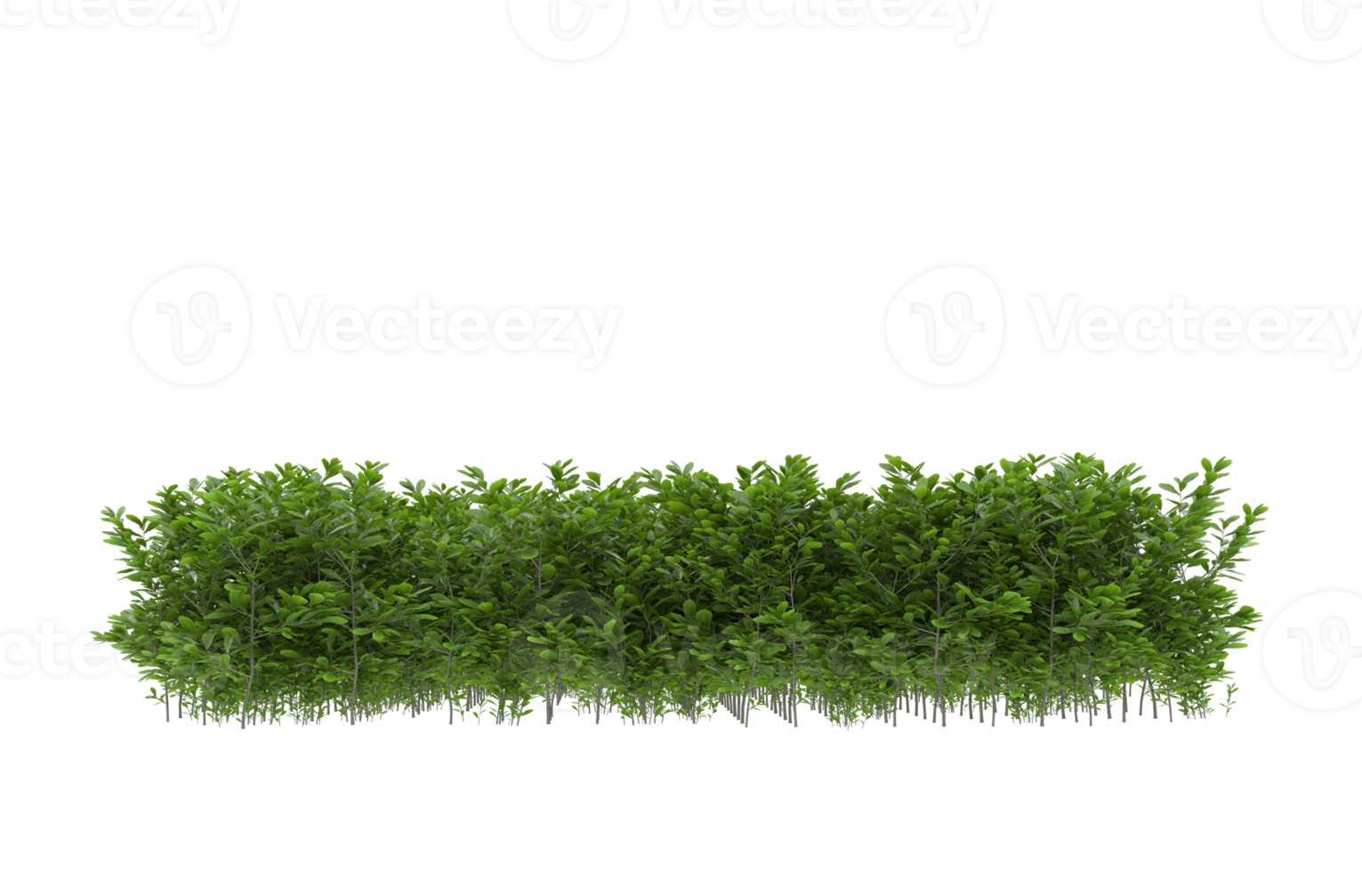 Realistic foliage isolated on transparent background. 3d rendering - illustration png