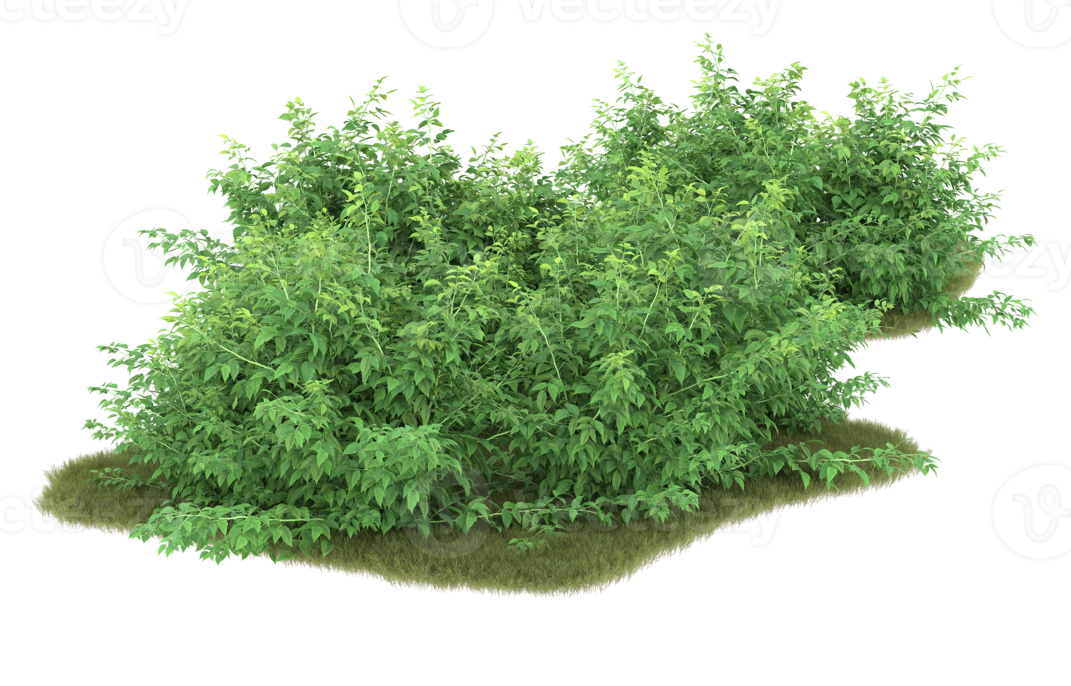 Realistic foliage isolated on transparent background. 3d rendering - illustration png