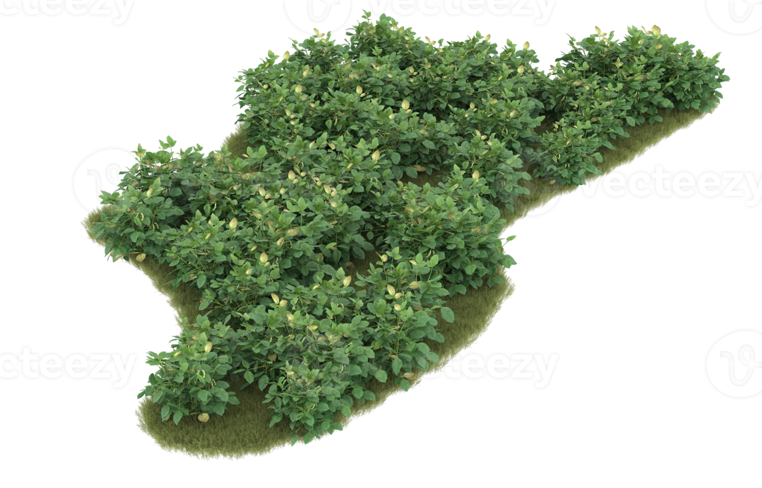 Realistic foliage isolated on transparent background. 3d rendering - illustration png
