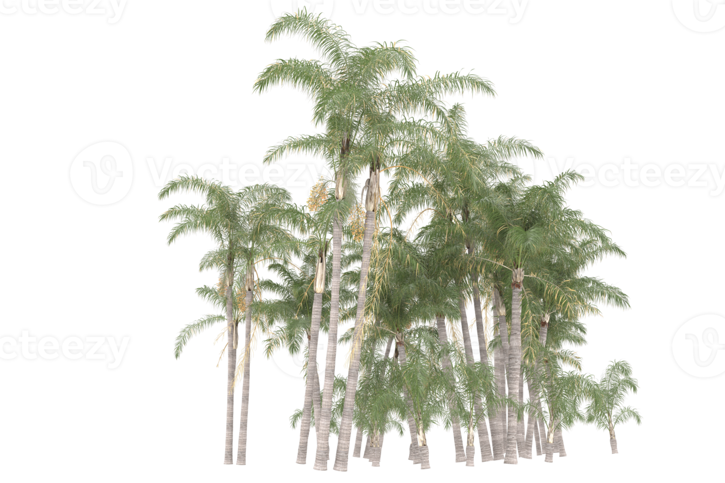 Palm trees isolated on transparent background. 3d rendering - illustration png